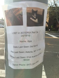 Missing_Astoria_Pet_1